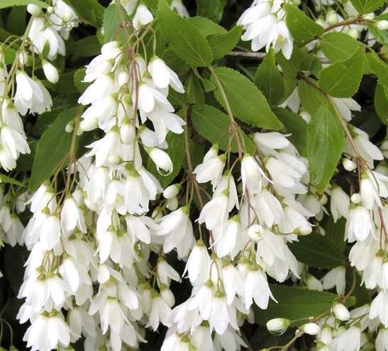 1 Deutzia gracilis Nikko