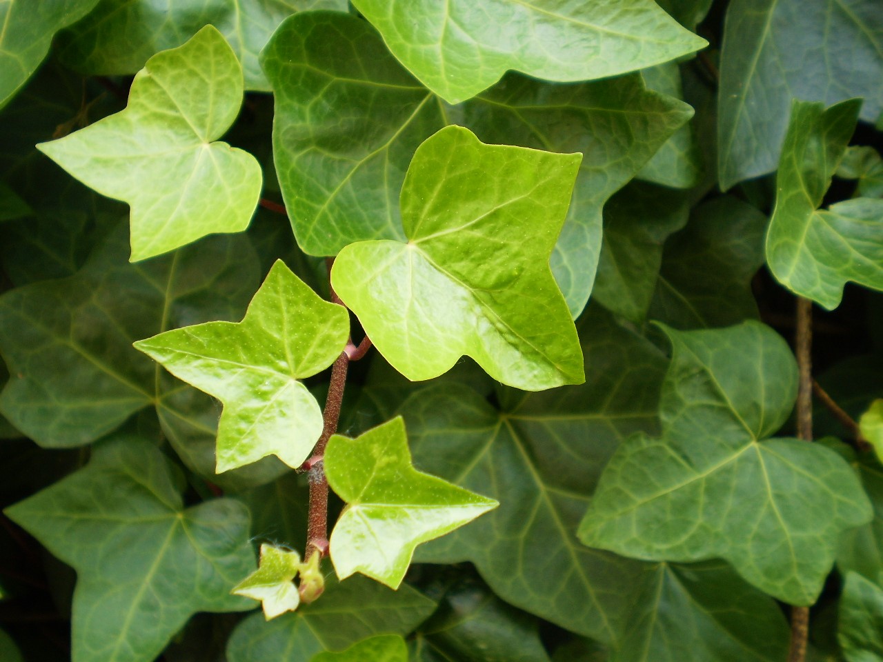 2 Hedera helix