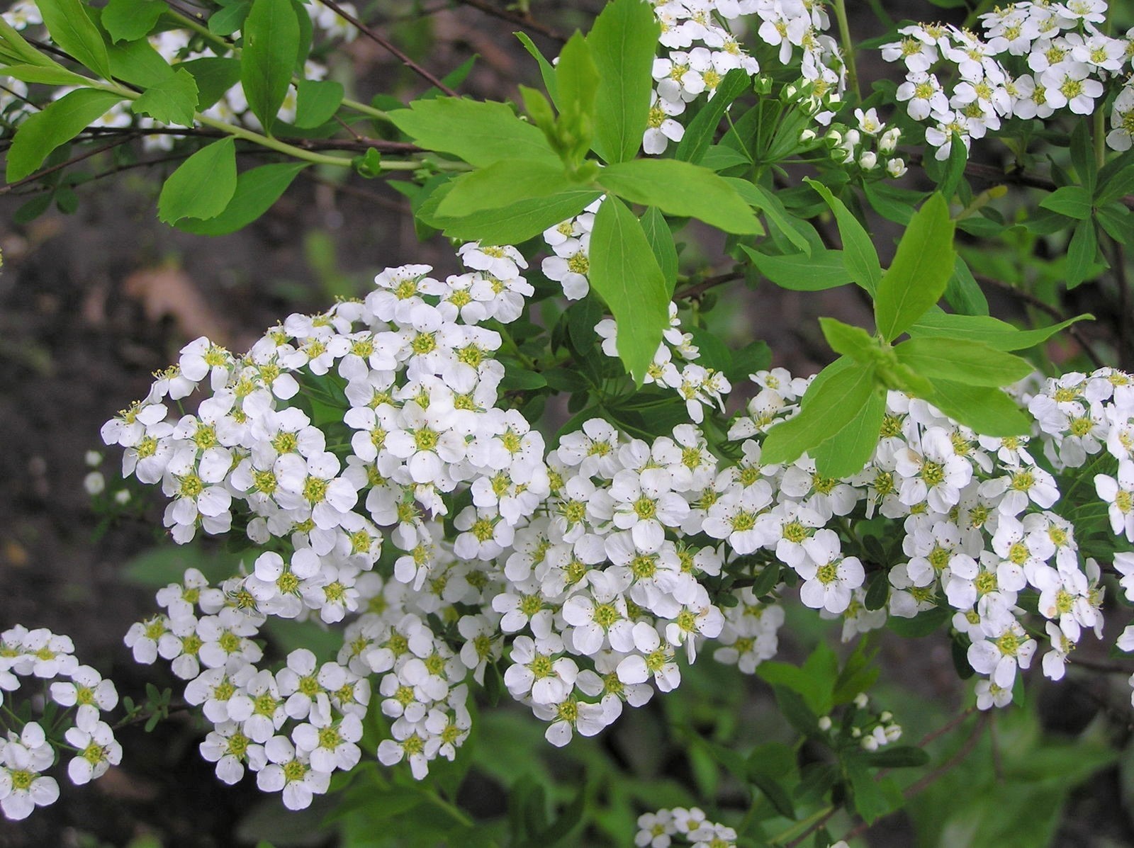 3 Spiraea japonica albiflora