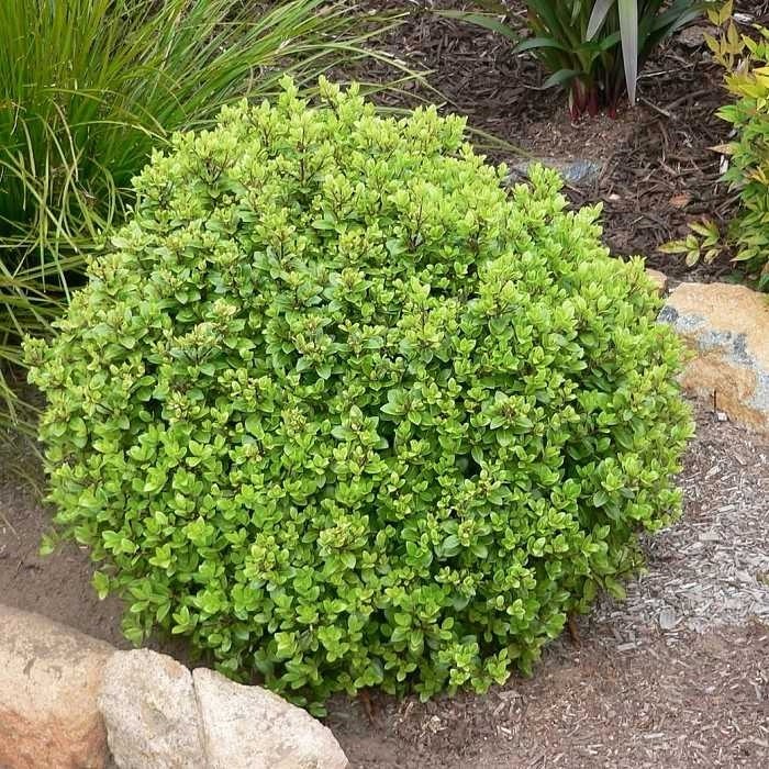 4 Pittosporum Midget