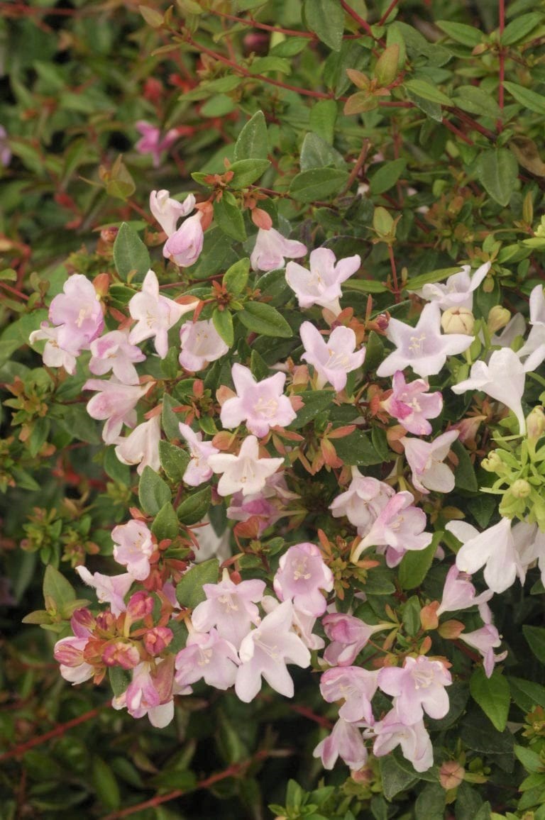 5 Abelia Petite Garden4