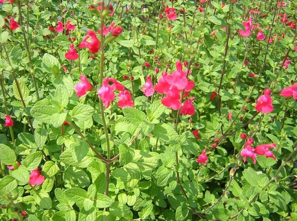 6 Salvia microphylla Grahamii