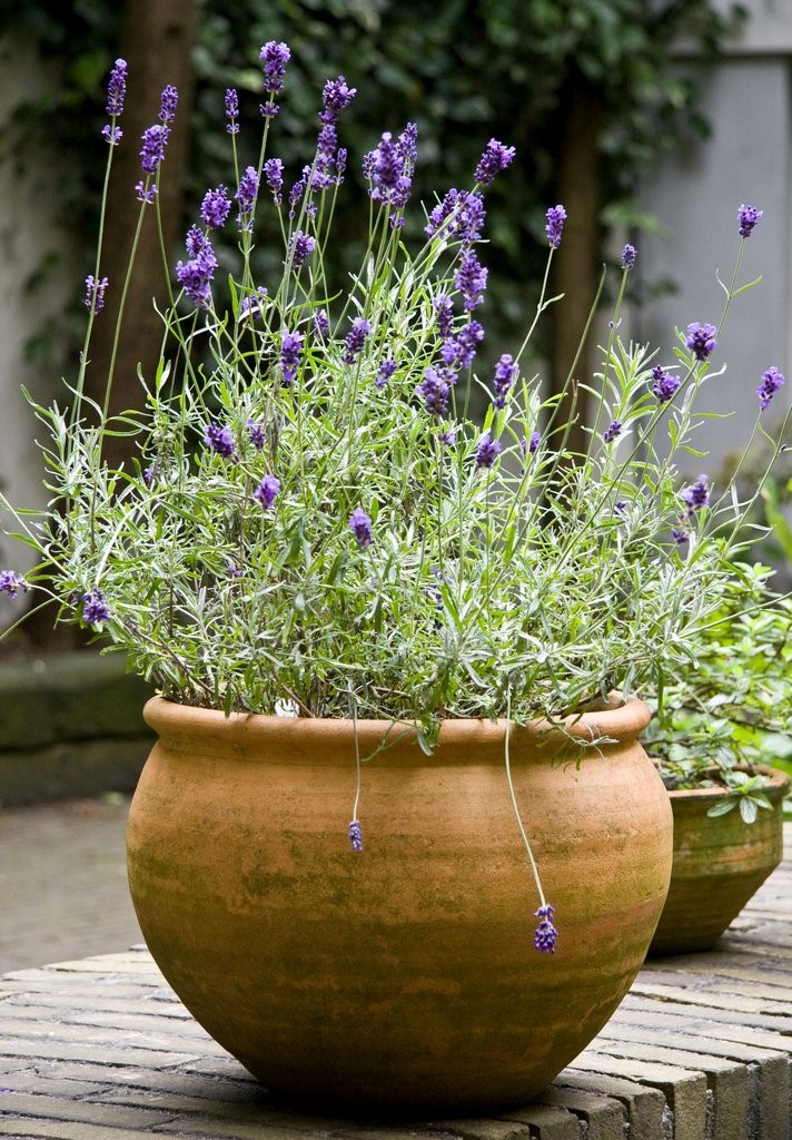 7 Lavandula angustifolia