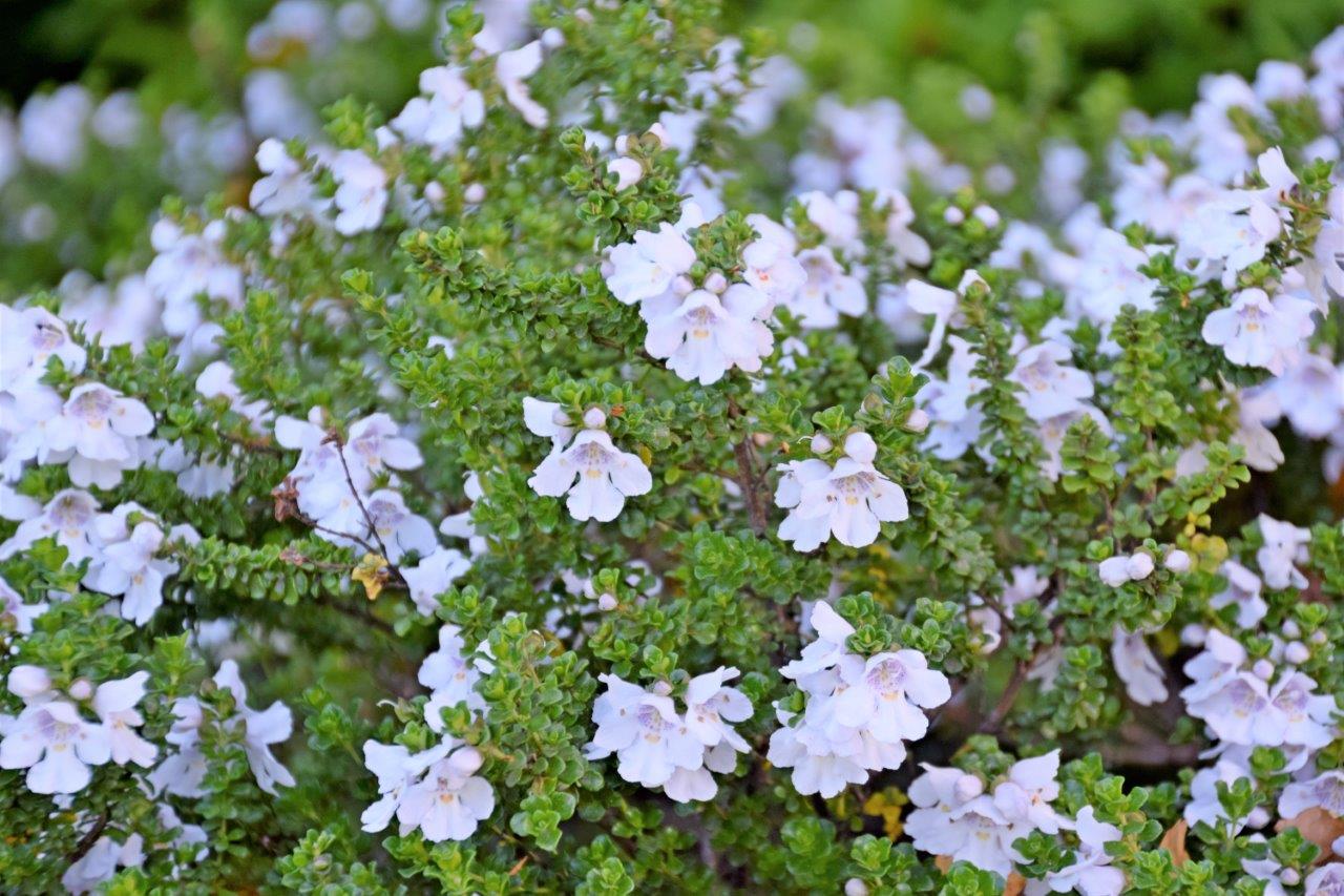 9 Prostanthera cuneata