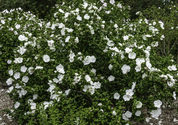 Hibiscus White Chiffon 2