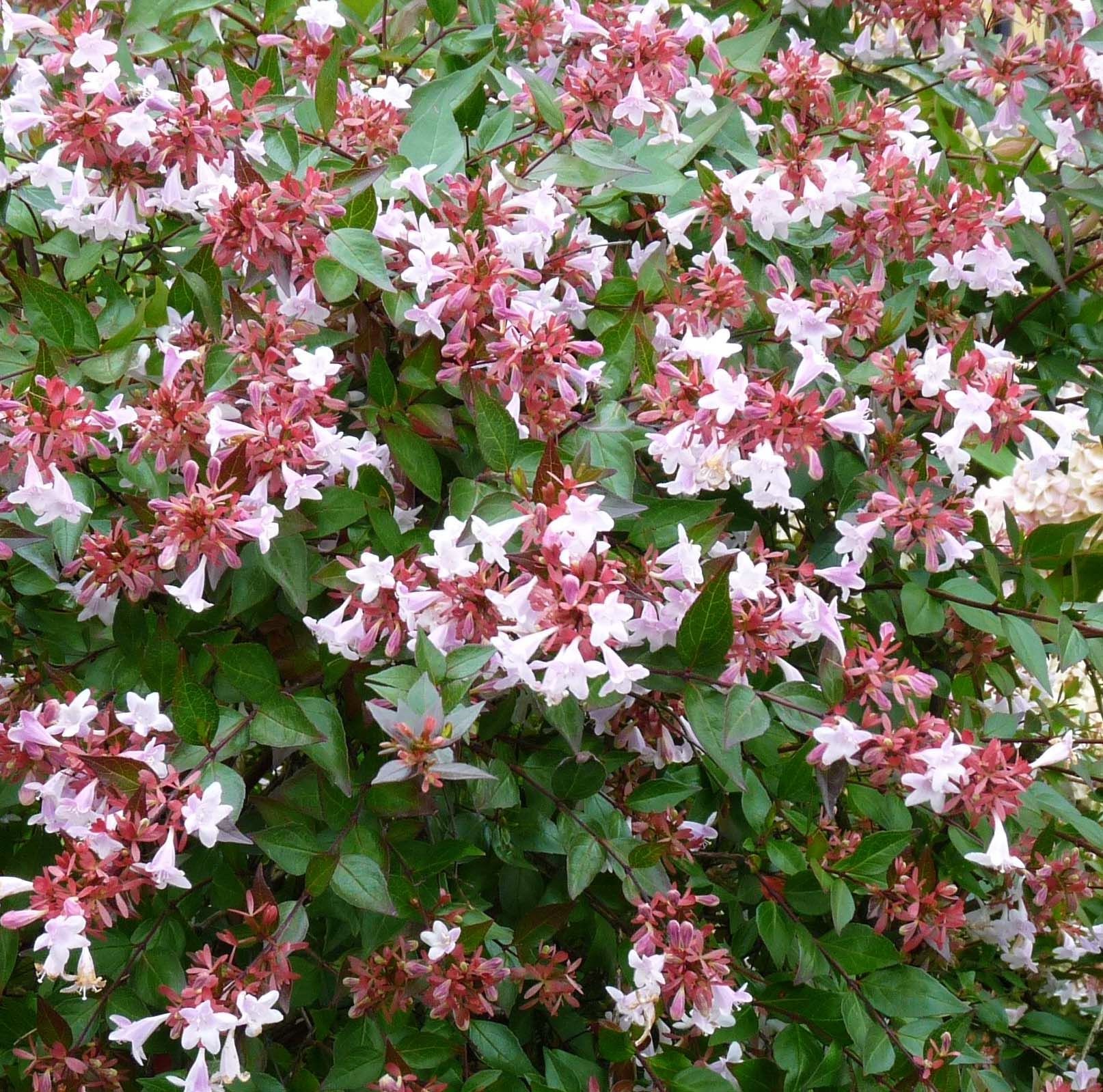 abelia à grandes fleurs