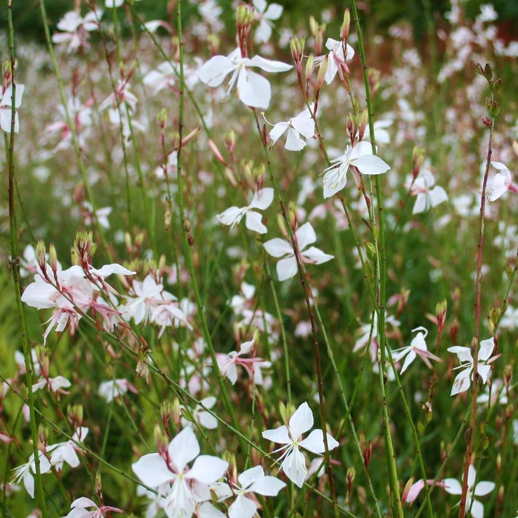 gaura de lindheim 2