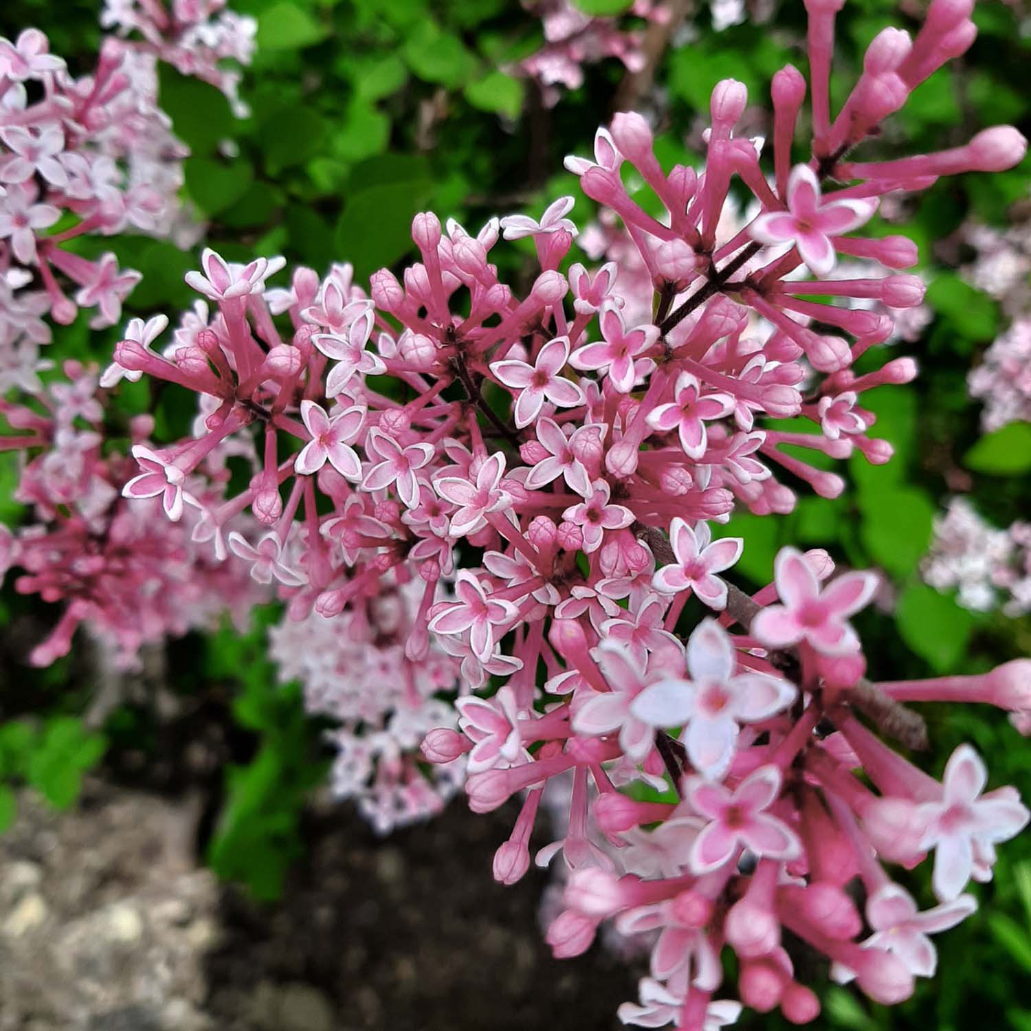 lilas à petites feuilles 1