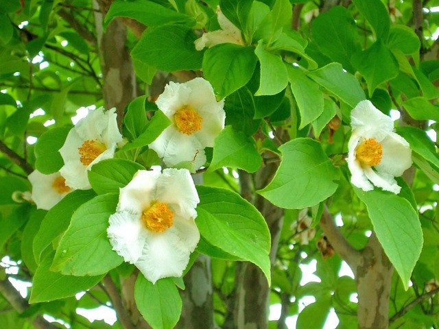 stewartia